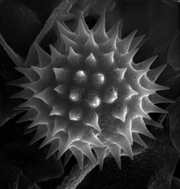 Asteraceae-pollencroppped-973x1024