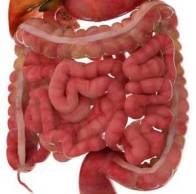 small-intestines