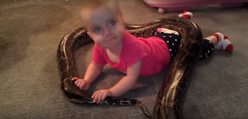 සර්ප බිය අපට සහජයෙන් එන්නක්&nbsp;නොවේ