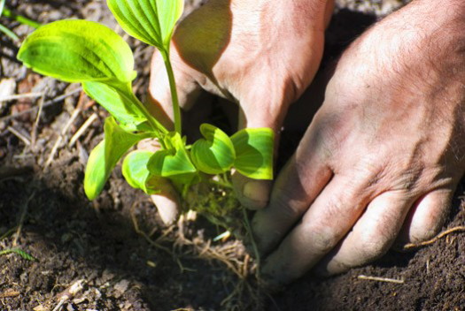 පසෙහි ක්ෂුද්‍රජීවීන් සමග ශාක අන්තර්ක්‍රියා කරන&nbsp;ආකාරය