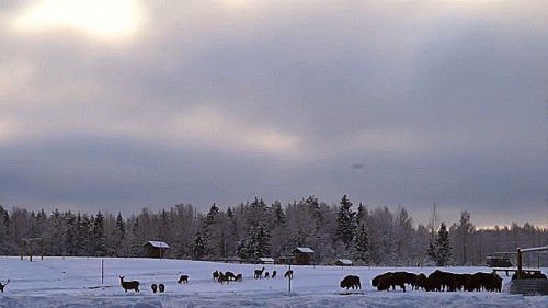 මිනිසුන් වගේම වැඩි මනාපය අනුව සතුනුත් තීරණ&nbsp;ගන්නවාලු
