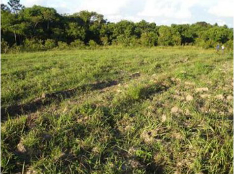 පරිසර පද්ධති ප්‍රකෘතිමත් කිරීමේ දී ශාක අන්තර්ක්‍රියාකාරකම්