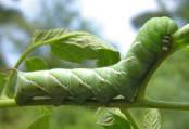tomato-hornworm1