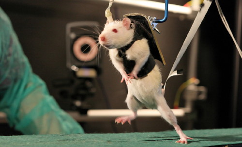 නම්‍යශීලී කශේරුක අධිරෝපිතයන් පක්ෂඝාත මීයන්ට යළි ඇවිදීමට&nbsp;සලසයි