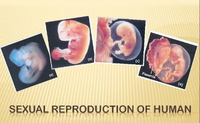 grade-9-sexual-reproduction-of-human-1-638 (1)