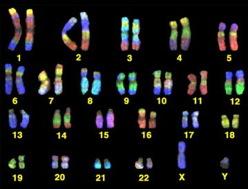HumanChromosomes
