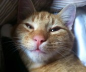 purring-mysteries-gemini-face