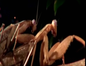 vlcsnap-2016-04-09-07h37m57s358