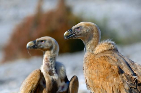 ගිජු ලිහිණියන් ගැන හැදෑරීමට විද්‍යාඥයෝ විද්‍යුත් බිත්තර යොදා&nbsp;ගනිති