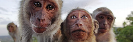 අසීරු ළමා කාලය බැබුන් වානරයන්ගේ ආයු කාලය කෙටි&nbsp;කරයි