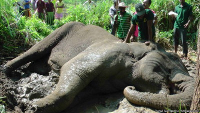 150908120319_lanka_dead_elephant_624x351_rahulsamanthahettiarachchi