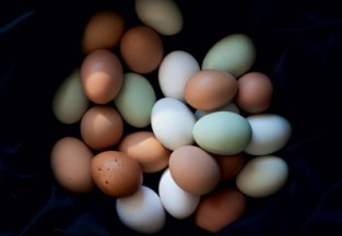 chickens-eggs