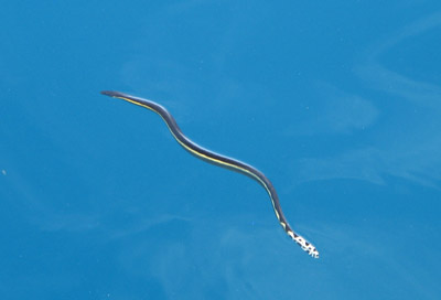 seasnake