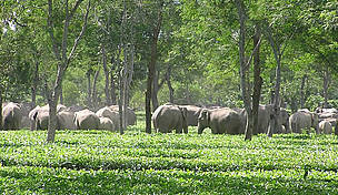wild_eles_in_tea_356002