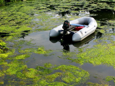 Williamson__26nitrogen2_hs_001