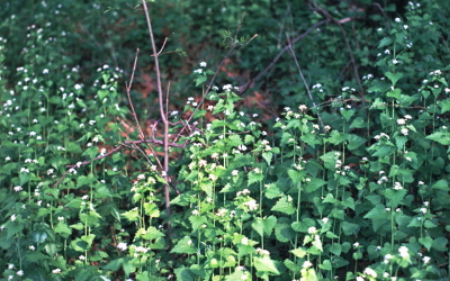 ආක‍්‍රමණශීලී විශේෂයන්ගෙන් වන හානිය වෙනුවෙන් ගෝලීය වශයෙන් ගෙවිය යුතු&nbsp;වන්දිය