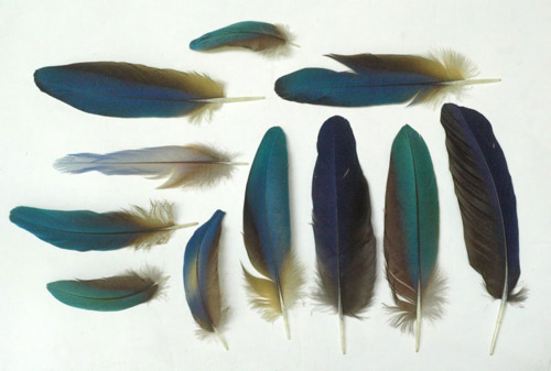 කුරුලූ පිහාටුවේ අසිරිය