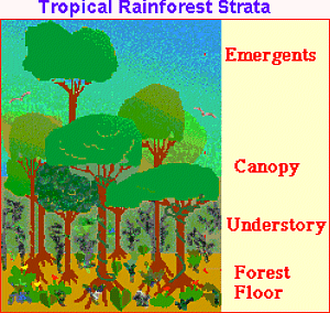 Rainfstrata