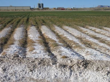 ජලසම්පාදනයේදී පාංශු ලවණීකරණය සහ වගුරුබවට&nbsp;පත්වීම