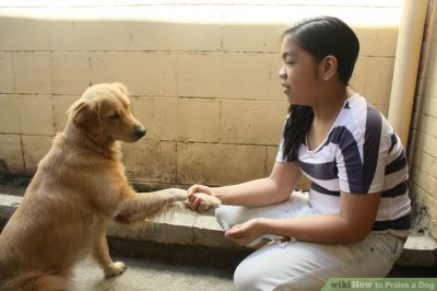 සුනඛයින්ට මිනිස් අපේ කථනය අවබෝධ&nbsp;වේද?