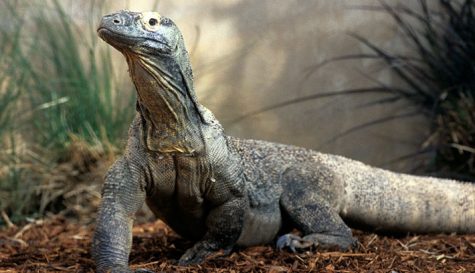 කන්‍යා උපත් සිදු විය හැකි බව කොමොඩෝ මකරු ඔප්පු&nbsp;කරති