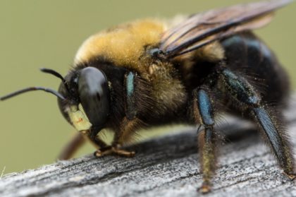 කෘමීන් කි‍්‍රයා කරන්නේ&nbsp;හැඟීම්බරවද?