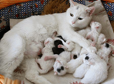 සජීවීහු ප‍්‍රජනනය කරන අතර සිය පරිසරයට ප‍්‍රතිචාර&nbsp;දක්වති.