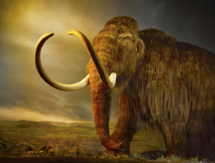 මැමතන්ගේ දූපතේ අභිරහස