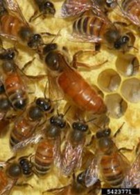 170px-apis_mellifera_queen_and_workers