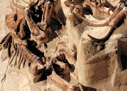 ෆොසිල : ගල් වූ&nbsp;අස්ථි