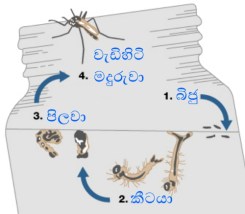 %e0%b6%a9%e0%b7%99%e0%b6%82%e0%b6%9c%e0%b7%94-17