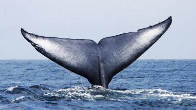 Adult Blue Whale (Balaenoptera musculus) fluke-up dive (note the notches and scars in the flukes) in the offshore waters of