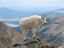 220px-mountain_goat_mount_massive