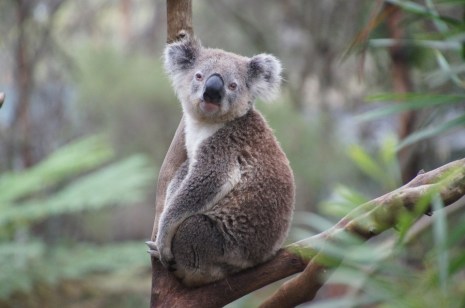 koala-226279_960_720