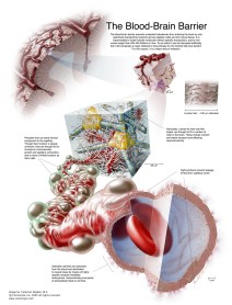 bloodbrainbarriersmall