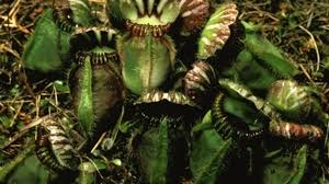 ශාක මාංශ භක්ෂකයන් ලෙස පරිණාමය වූ&nbsp;හැටි