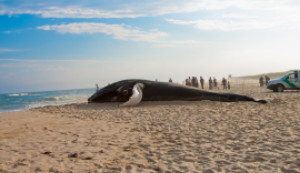 shutterstock_67952269