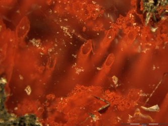 මෙතෙක් සොයා ගනු ලැබූ පැරණිතම ෆොසිලය කියන&nbsp;රහස