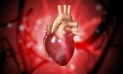 heart-blood-vesselsjpg