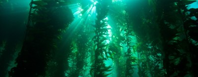 kelp-forest