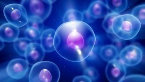 සෛල සහ සෛල&nbsp;වාදය