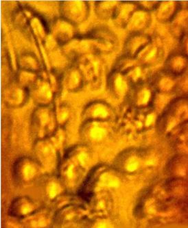 ෆොසිලගත කිනිතුල්ලෙකු පරිපූර්ණව සංරක්ෂිත රතු රුධිර සෛලයක් පෙන්නුම්&nbsp;කරයි