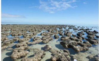 පෘථිවිය මත මුල්ම ජීවය කුමක්වී ද&nbsp;?