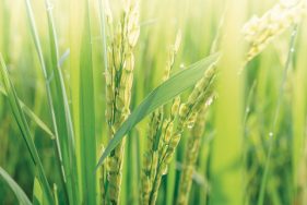 එකවර රෝග කිහිපයකට ඔරොත්තු දෙන ලෙස සෑදු නව වී&nbsp;ශාකයක්