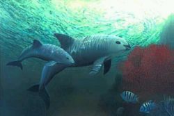 ලොව වඩාත්ම ආපදාපන්න සාගර ක්ෂීරපායියන්ගේ සංඛ්‍යාව 30ට&nbsp;බසියි