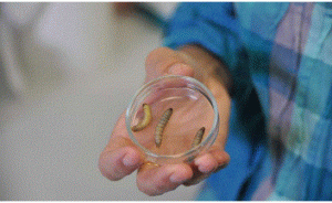 පොලිතීන් දුෂණය පිටු දැකීමට ජෛව විද්‍යාත්මක&nbsp;පිළියමක්