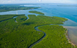 සත්ව විශේෂ කිවුල් දියෙහි දිවි ගෙවන්නේ&nbsp;කෙසේද?