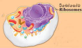 රිබෝසෝම(Ribosomes): කෙටි හැඳින්වීමක්