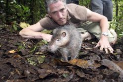 නව මූසික විශේෂයක්: යෝධ&nbsp;‘විකා’