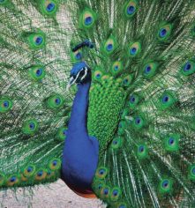 මොනර පිලේ රහස්&nbsp;සංඥා